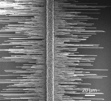Top view of the nanowires by scanning electron microscopy (SEM)
